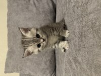 1.5 aylık british shorthair