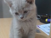 Lilac british shorthair bebekler