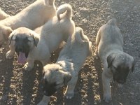 Kaliteli yavru köpekler