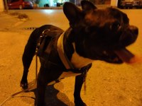 SAFKAN MİCRO FRANSIZ BULLDOG DİŞİ 2.5 YAŞINDA