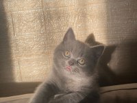 2 Aylık British Shorthair Yavrum Yeni Yuvasını Bekliyor