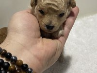 Apricot renk teacup dişi kg garantili poodle