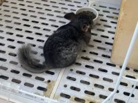 5 AYLIK ERKEK ÇİNÇİLLA SAĞLIKLI VE BAKIMLI