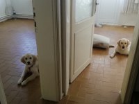 6 aylık dişi golden retriever
