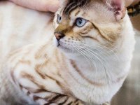 Snow Bengal Yavrular Wcf