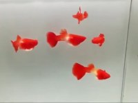 SKY BLUE ALBİNO KOİ BİGRED EAR PREMİUM LEPİSTES
