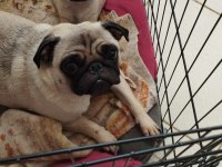 Pug mops bebekler