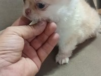 Safkan chihuahua lar