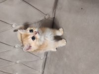 British Shorthair Golden Yavru