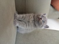 British Shorthair 2 Aylık Dişi