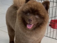 Pomeranian Erkek Şubat Doğumlu Aşıları Tam