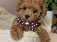 APRİCOT TOY POODLE BEBEKLER