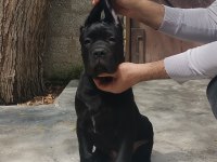 FCI/KIF A Class Şecereli Show kalitede cane corso yavrular