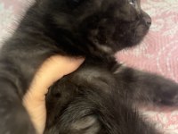 Scottish fold acı kahve