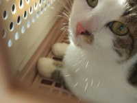 ÇOCUKLU AİLELER İÇİN UYGUN KEDİMİZ ISIRMA TIRMALAMA YOK