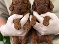 ÇANAKKALEDE TOY POODLE YAVRULARIMIZ