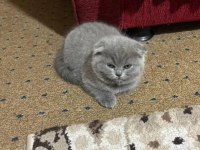 Mama karşılığı yavru scottish fold