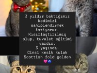 Scottish Fold Kedisi
