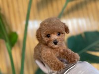 Toy Poodle Köpekler Referans Yavru