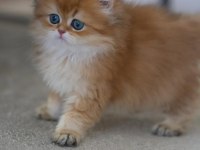 Gold Kürklü British Longhair 