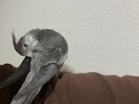 EVCİL PAPAĞANI WHİTE FACE SULTAN PAPAĞANI