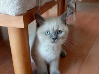 Blue point dişi british shorthair