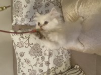 British Longhair Dişi Bebek