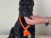Evinizin neşesi cane corso bebişler her yere kapıda öde