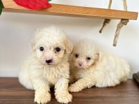 Maltese teriyer