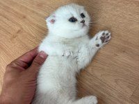 UYUMLU SEVECEN TESLİME HAZIR YAVRU KEDİLER