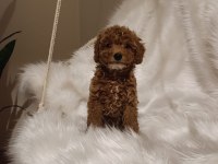 Mükemmel Kalite Toy Poodle
