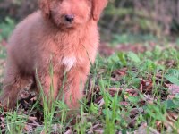 Mükemmel karakter ve vücut anatomisi labradordoodle yavrumuz