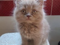 British Longhair Kumru ailesini arıyor