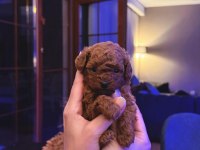 Garantili Tea Cup Poodle Yavrular 