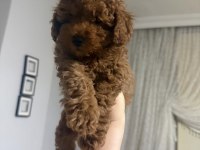 Güzeler güzeli kilo garantili poodle bebekler