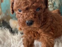 Kg Garantili Toy Poodle Bebeklerim