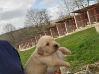 Golden Retriever yavruları