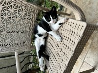 Şirin kedimize ömürlük yuva arıyoruz