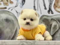 Pomeranian köpeği