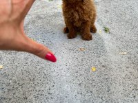 ORJİNAL GÜLER YÜZLÜ TOY POODLE YAVRUM