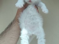 1 AYLIKTIR KEDİLER