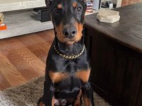 İsteğe Özel Estetikli A Kalite Doberman