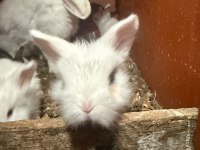Mini lop tavşanı yavruları