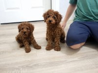 Toy Poodle Bebekler