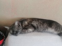 Bakamadığım için sahiplendirmek istiyorum