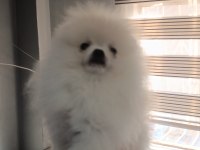 Pomeranian Boo Üst Kalite Tea Cup Dişi