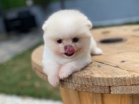 Pomeranian boo ayı surat garantili şirinlerimiz