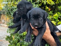 Labrador retriever yavrular
