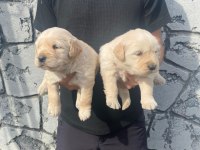 Baby face golden retriever