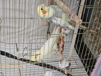 Çift sultan papağanı